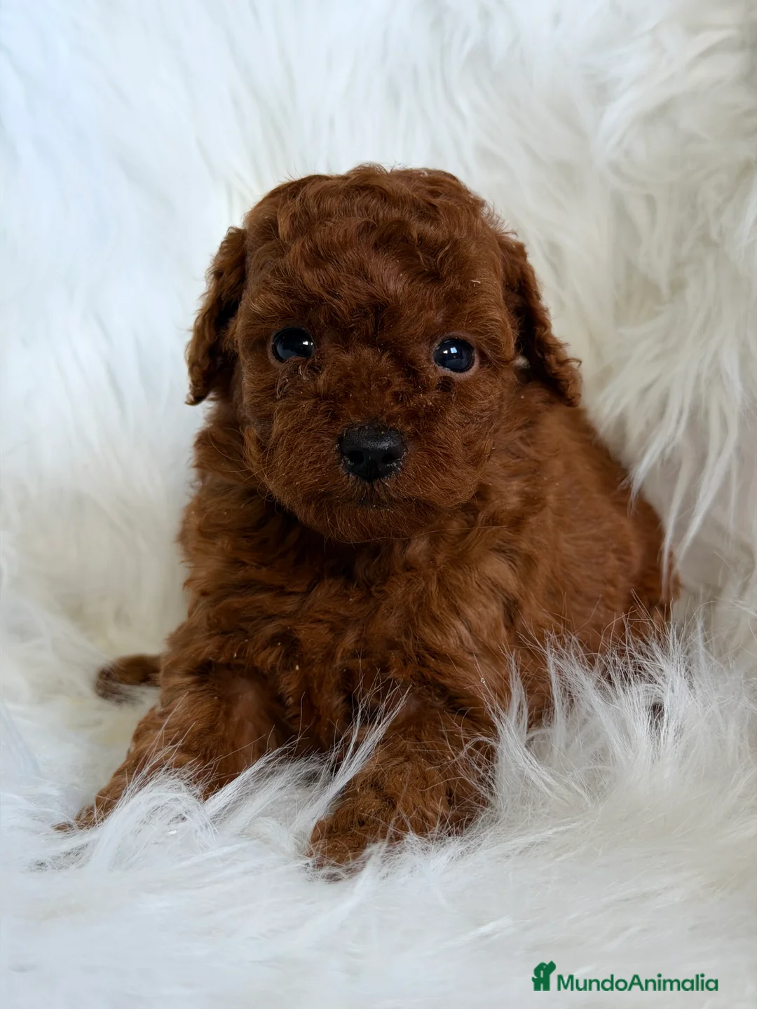 Caniche Toy perros en venta: Caniche rojo pimentón Toy  - Anuncio 5