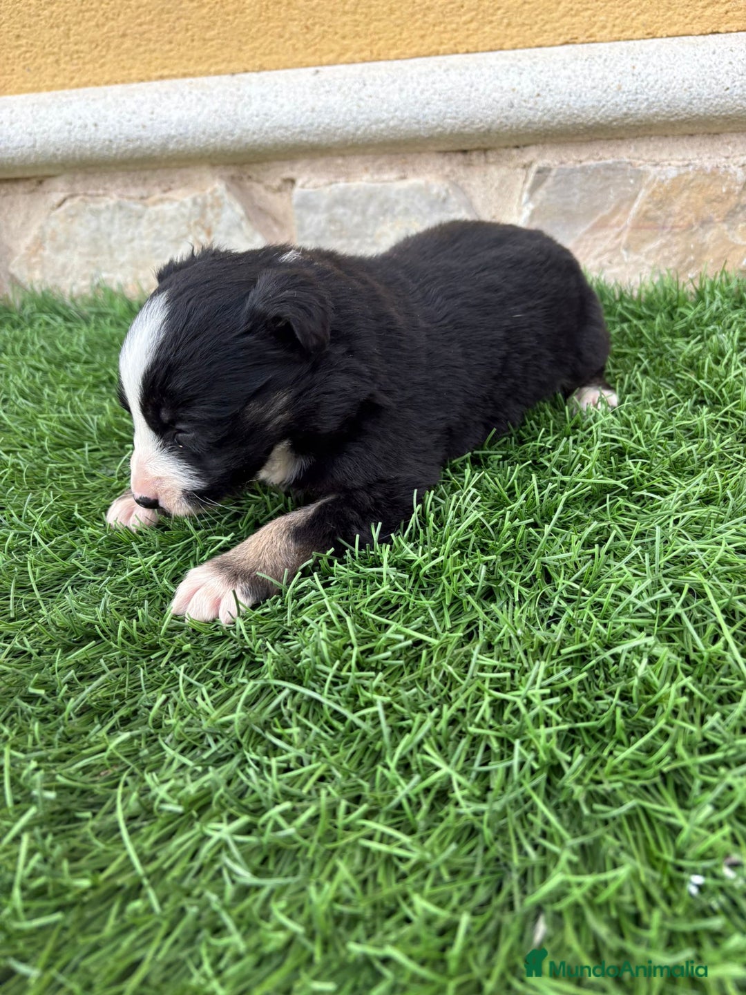Border Collie perros en venta: Impresionantes Border Collie varios colores  - Anuncio 11