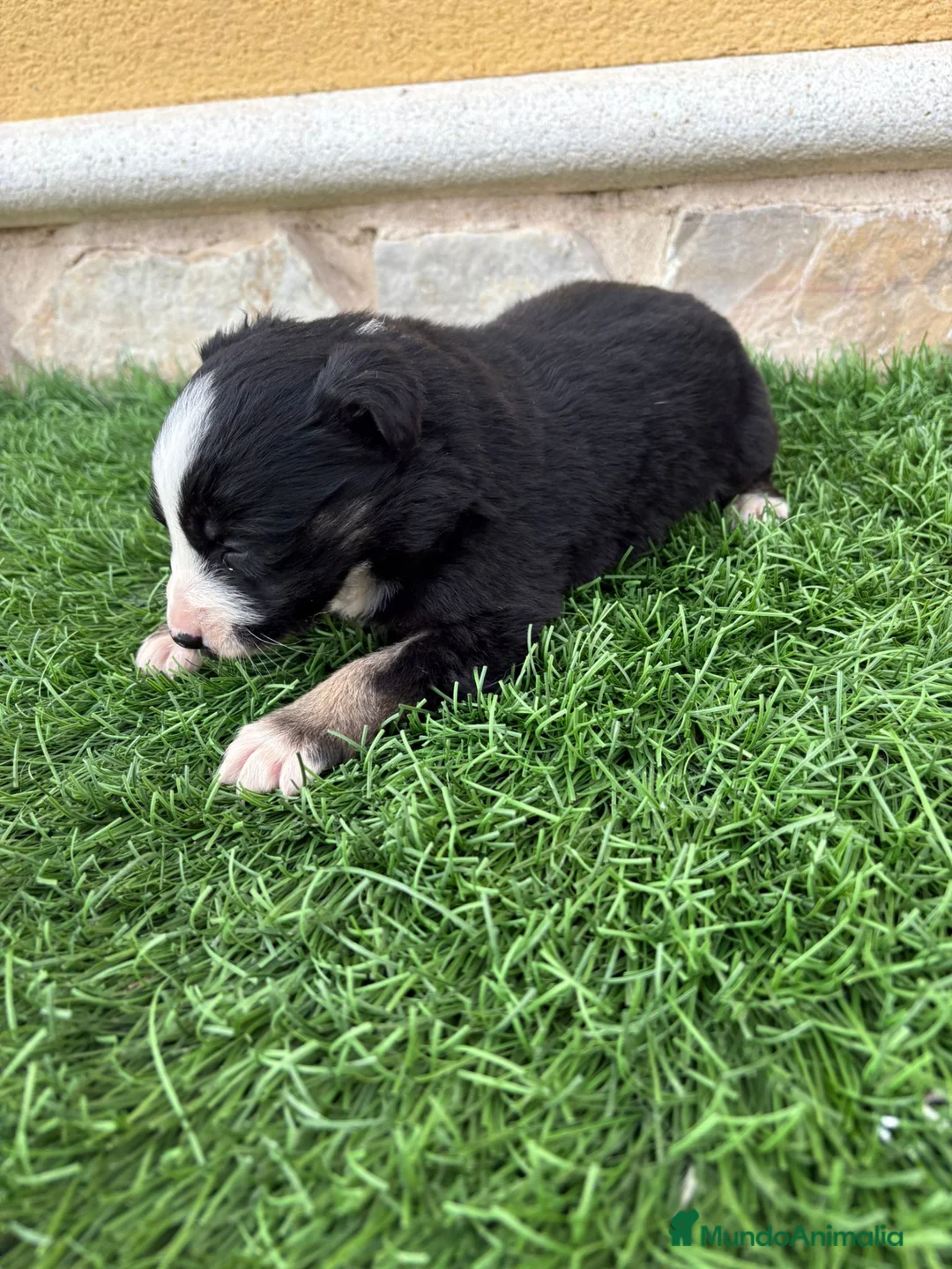 Border Collie perros en venta: Impresionantes Border Collie varios colores  - Anuncio 11