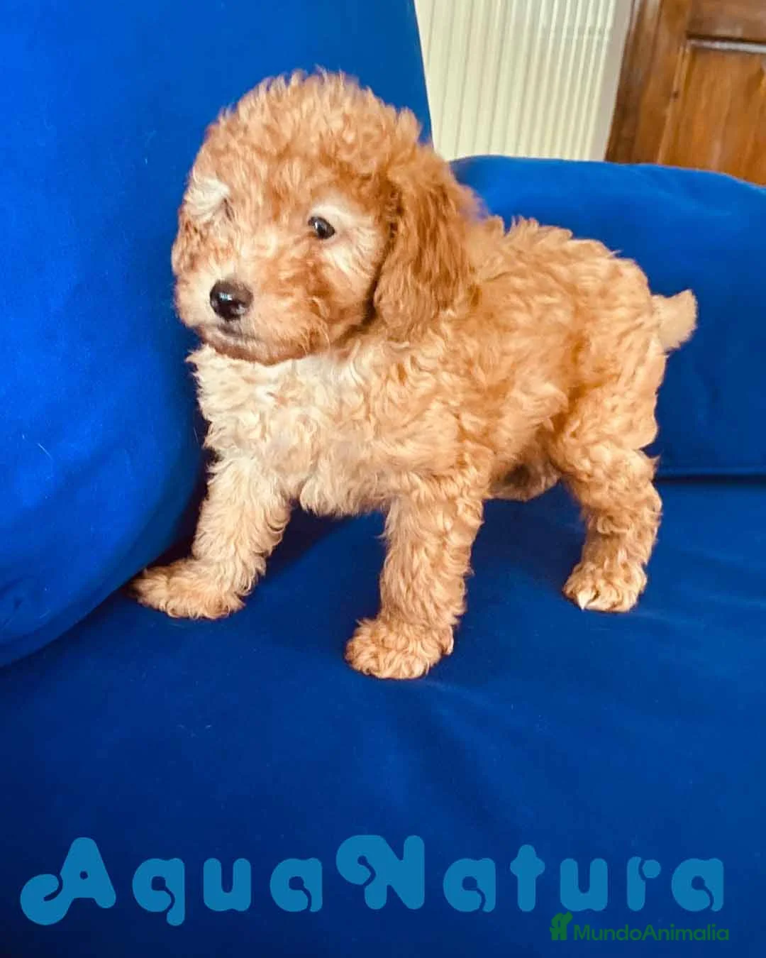 Caniche Toy perros en venta: Camada Caniches Barbie y Can - AQUANATURA en Barcelona - Anuncio 20