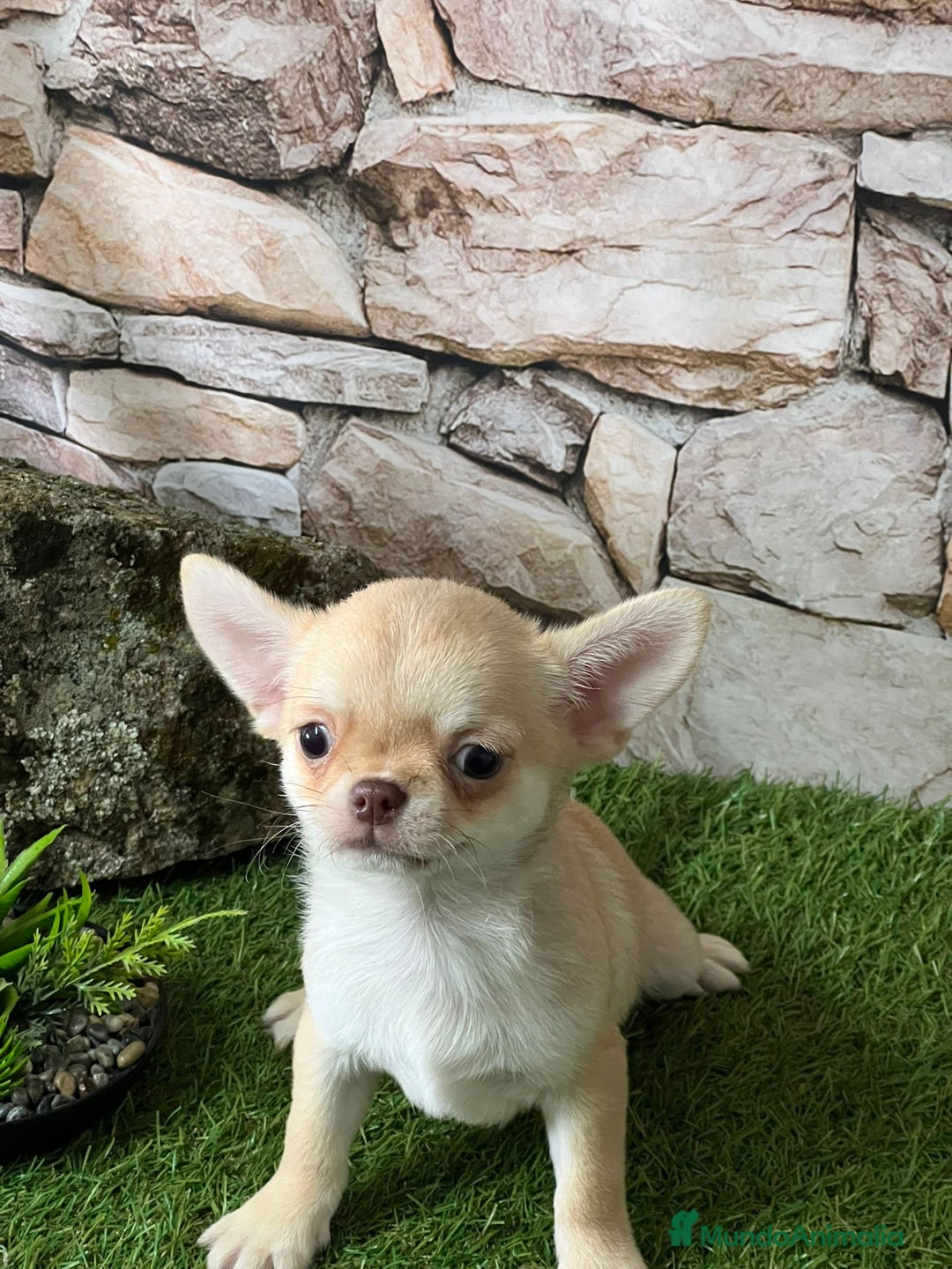 Chihuahua perros en venta: CHIHUAHUA MINI TOY - Anuncio 1