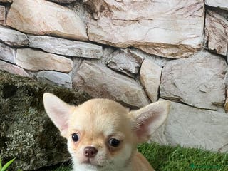 Chihuahua perros CHIHUAHUA MINI TOY - Anuncio 7
