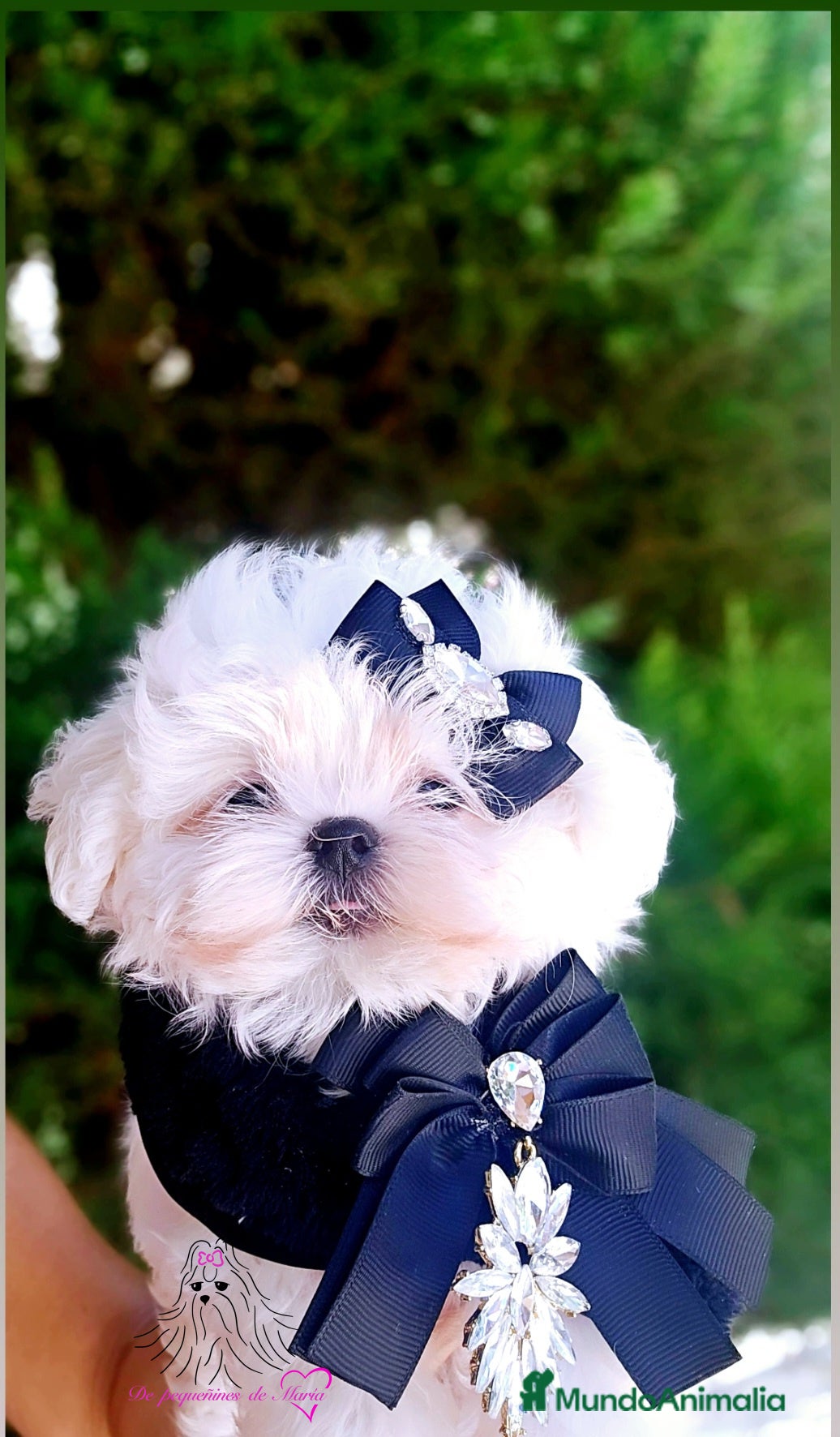 Bichón Maltés perros Bichon maltes coreano miniatura  - Anuncio 2