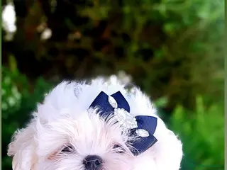 Bichón Maltés perros Bichon maltes coreano miniatura - Anuncio 2