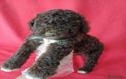 Perro de Agua Español perros en venta: Perro de Agua Español  - Imagen 1