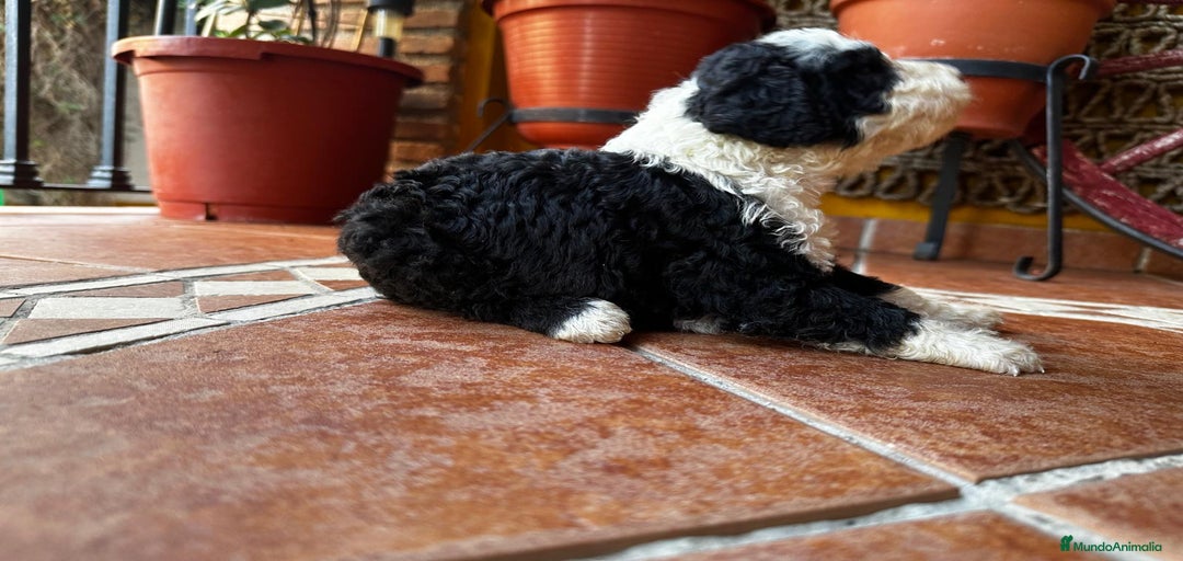 Imagen de galería {{count}}