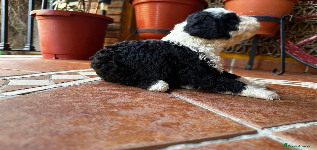 Imagen de galería {{count}}