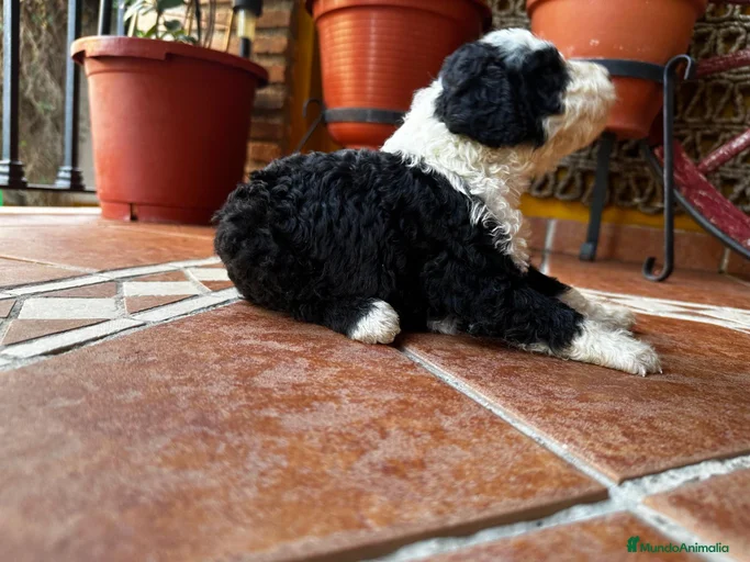 Imagen de galería {{count}}