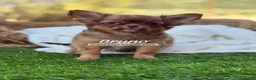Chihuahua perros en venta: CHIHUAHUA PELO LARGO - Anuncio 7
