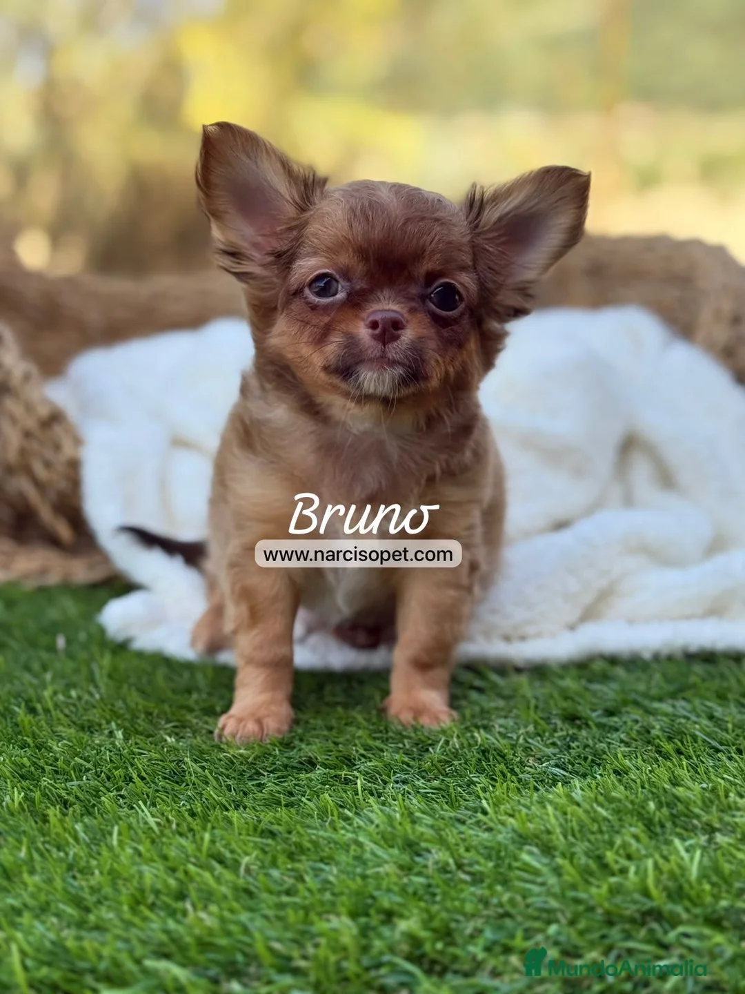 Chihuahua perros en venta: CHIHUAHUA PELO LARGO - Anuncio 7