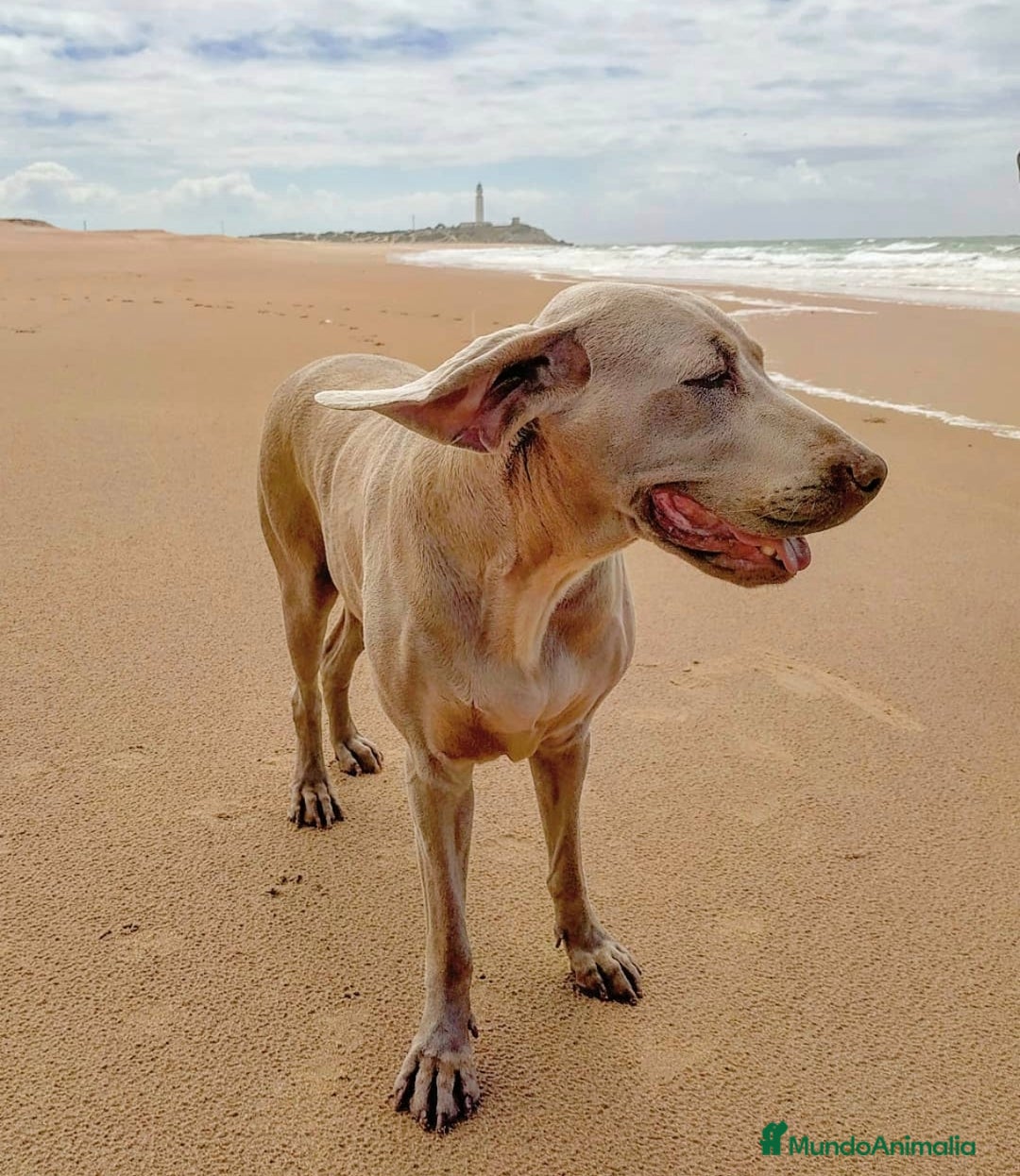 Weimaraner perros en venta: Bracos de Weimar  - Anuncio 1