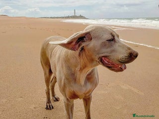Weimaraner perros Bracos de Weimar - Anuncio 1