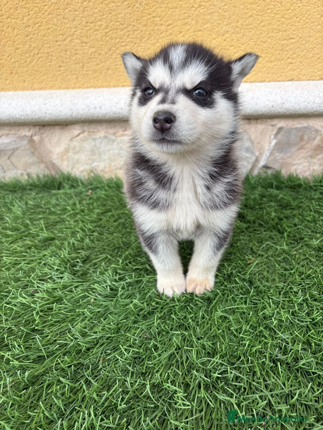 Husky Siberiano perros en venta: Husky siberiano hembra  - Anuncio 1