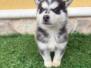 Husky Siberiano perros Husky siberiano hembra - Anuncio 1