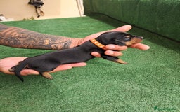 Teckel Miniatura perros en venta: Teckel Miniatura  - Imagen 32