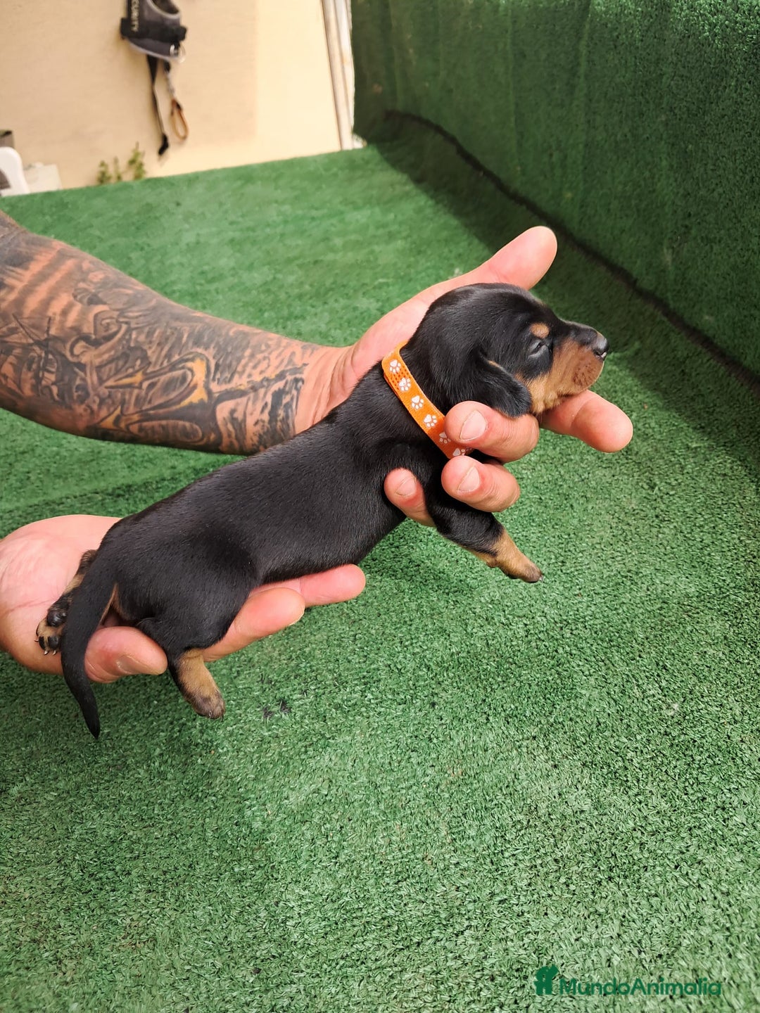 Teckel Miniatura perros en venta: Teckel Miniatura  - Imagen 32