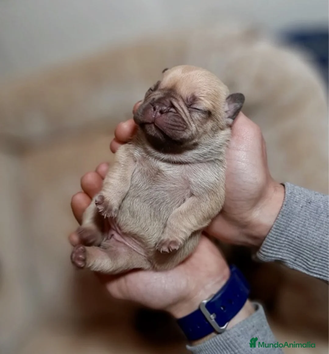 Imagen de galería {{count}}