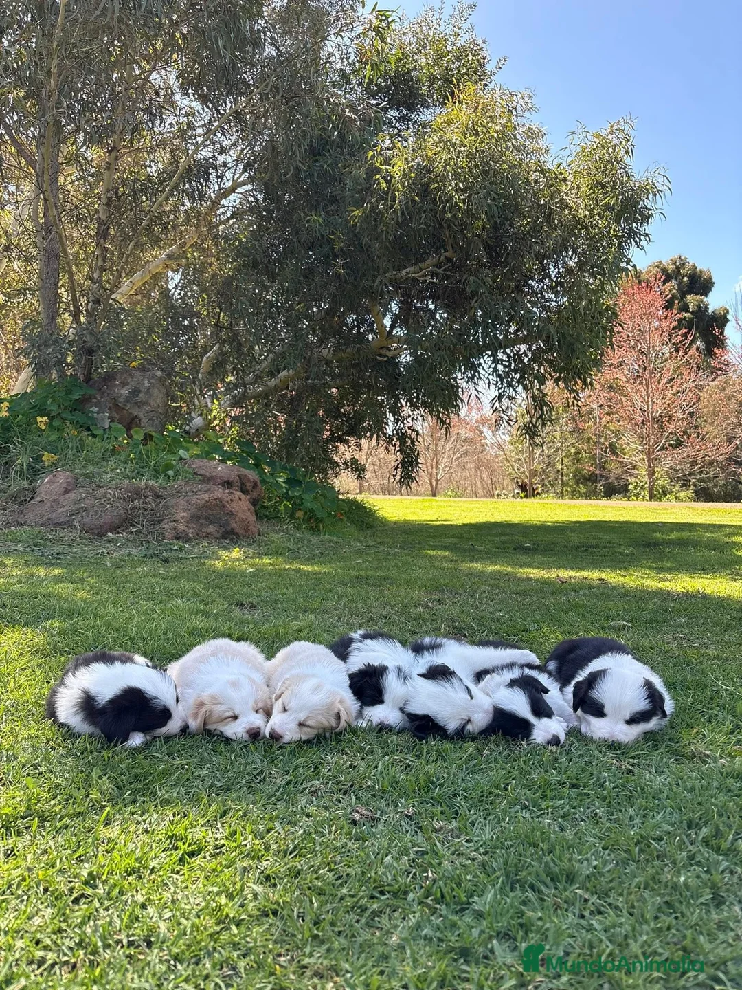 Border Collie perros en venta: Border collie listos para entregar  - Anuncio 5