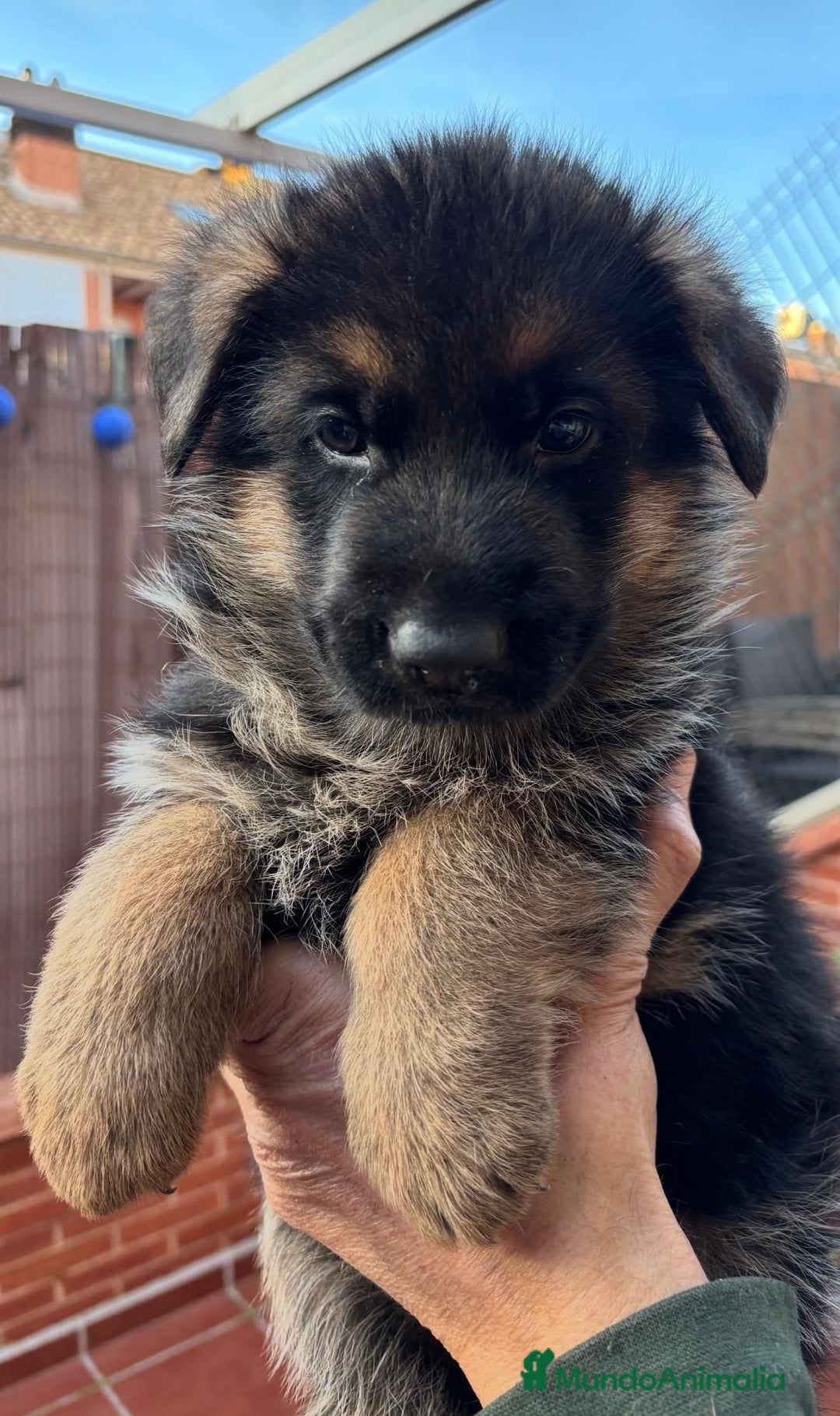 Pastor Alemán perros en venta: PASTOR ALEMAN MANTO NEGRO - Anuncio 3