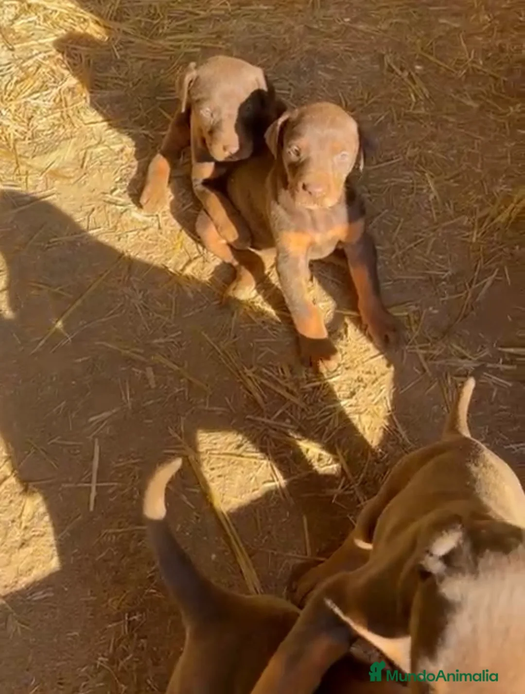 Dobermann perros en venta: Hembra y macho de Doberman chocolate  - Anuncio 1