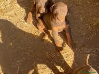 Dobermann perros Hembra y macho de Doberman chocolate - Anuncio 1