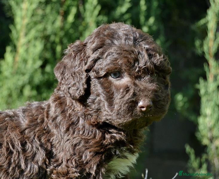 Perro de Agua Español perros Camada perro de agua español  - Anuncio 31