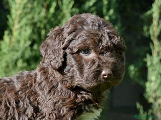 Perro de Agua Español perros Camada perro de agua español - Anuncio 31