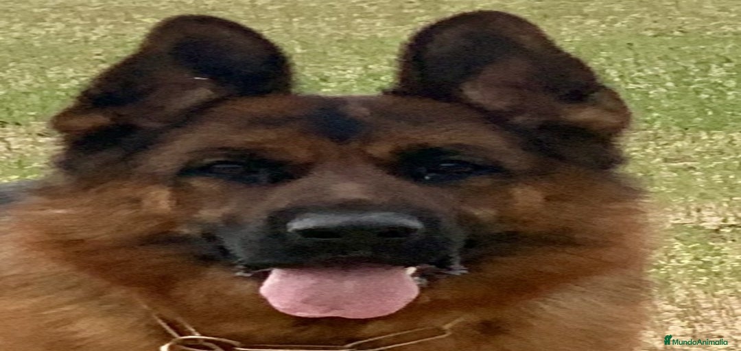 Imagen de galería {{count}}