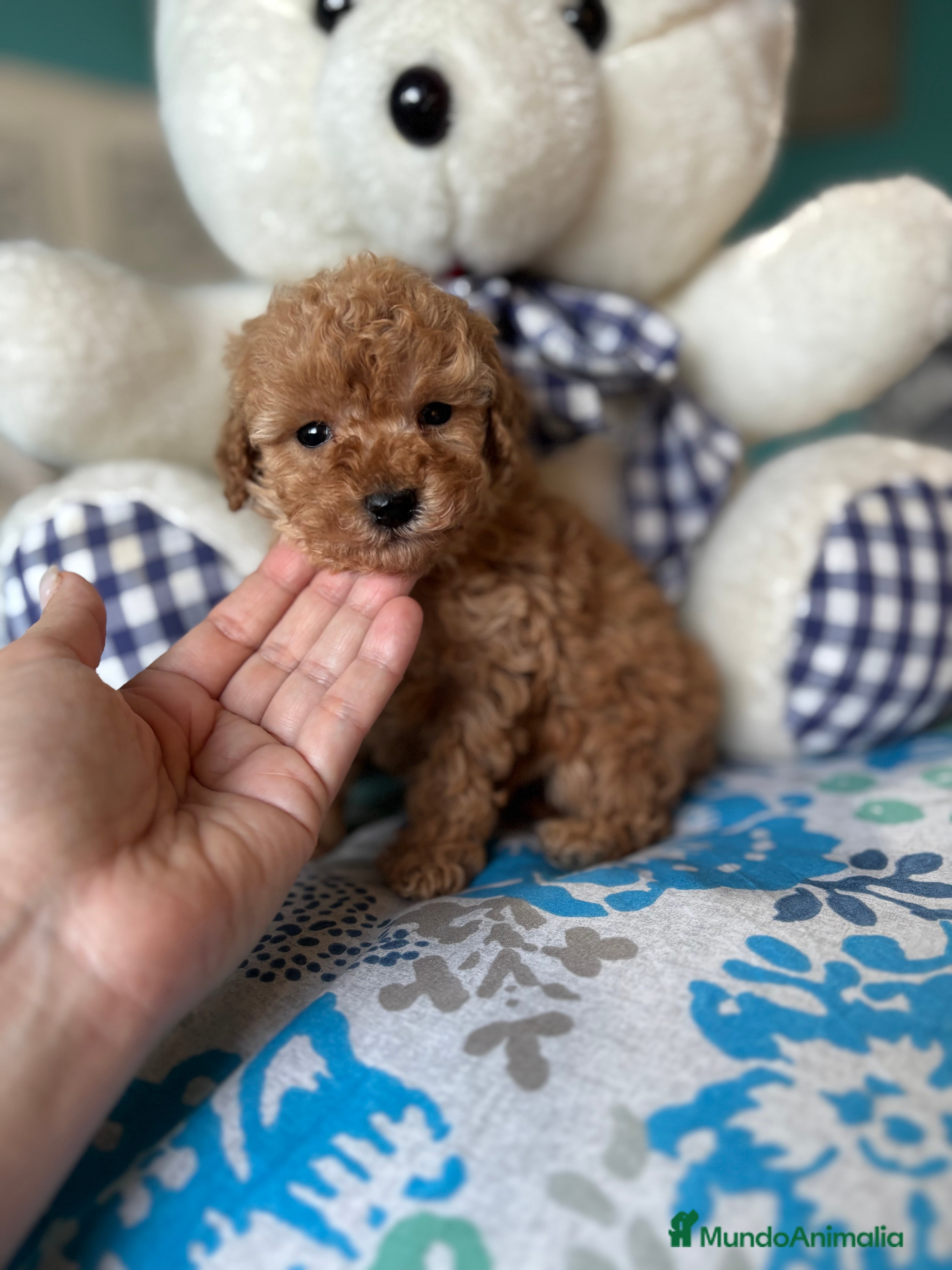 Caniche Toy perros Caniche Toy Apricot Hembra disponible  - Anuncio 2