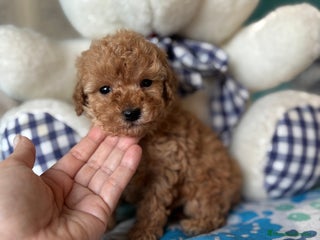 Caniche Toy perros Caniche Toy Apricot Hembra disponible - Anuncio 1