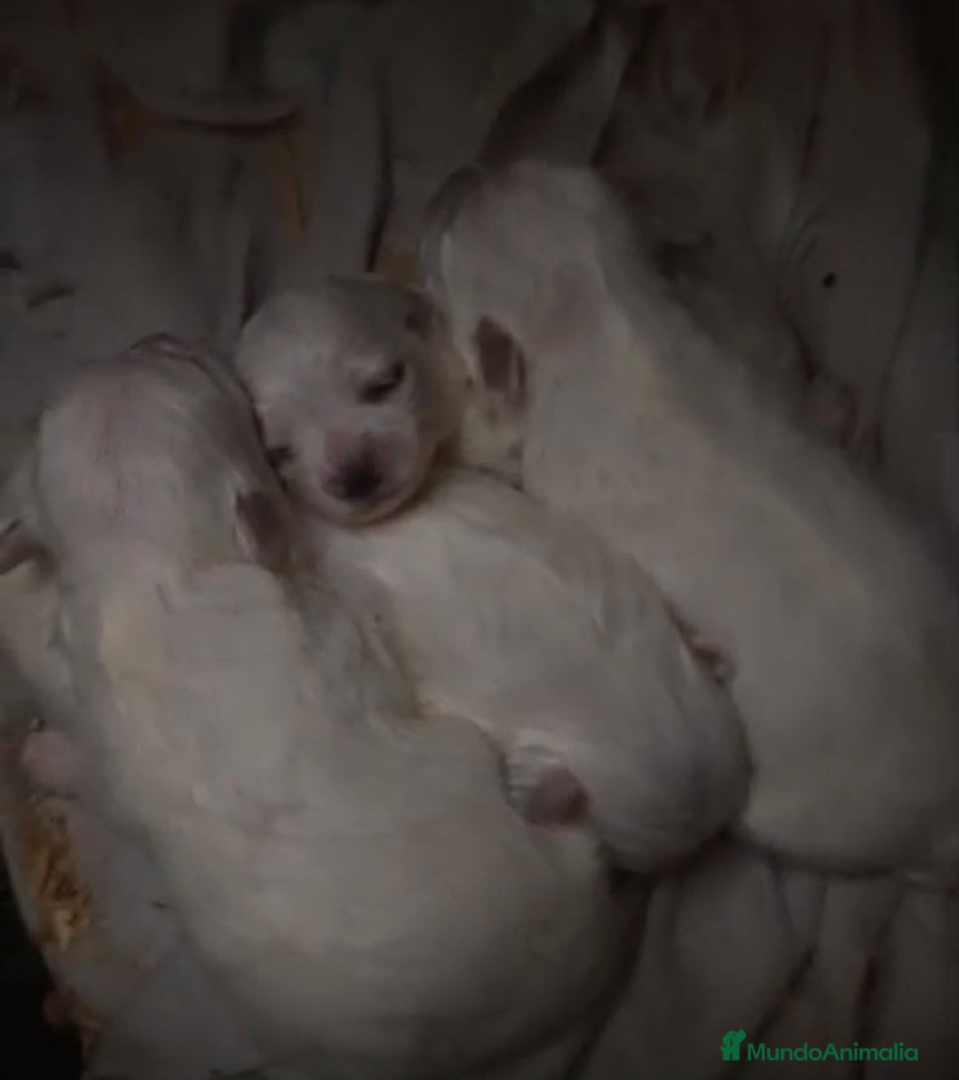 Bichón Maltés perros en venta: Bichon maltés toy - Anuncio 2