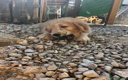 Goldendoodle perros en venta: Goldendoodle  - Imagen 4