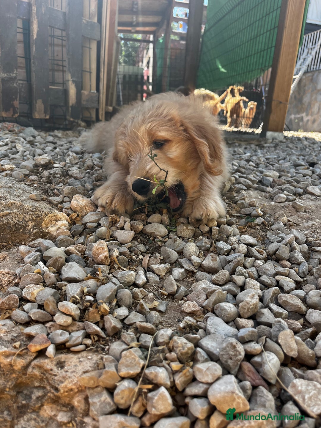 Goldendoodle perros en venta: Goldendoodle  - Imagen 4