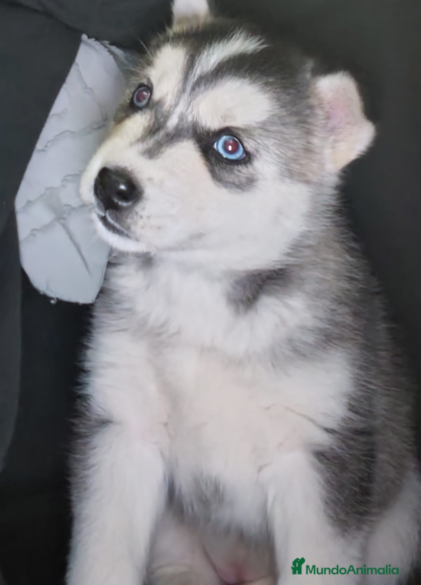 Husky Siberiano perros Pareja de Husky siberiano - Anuncio 17