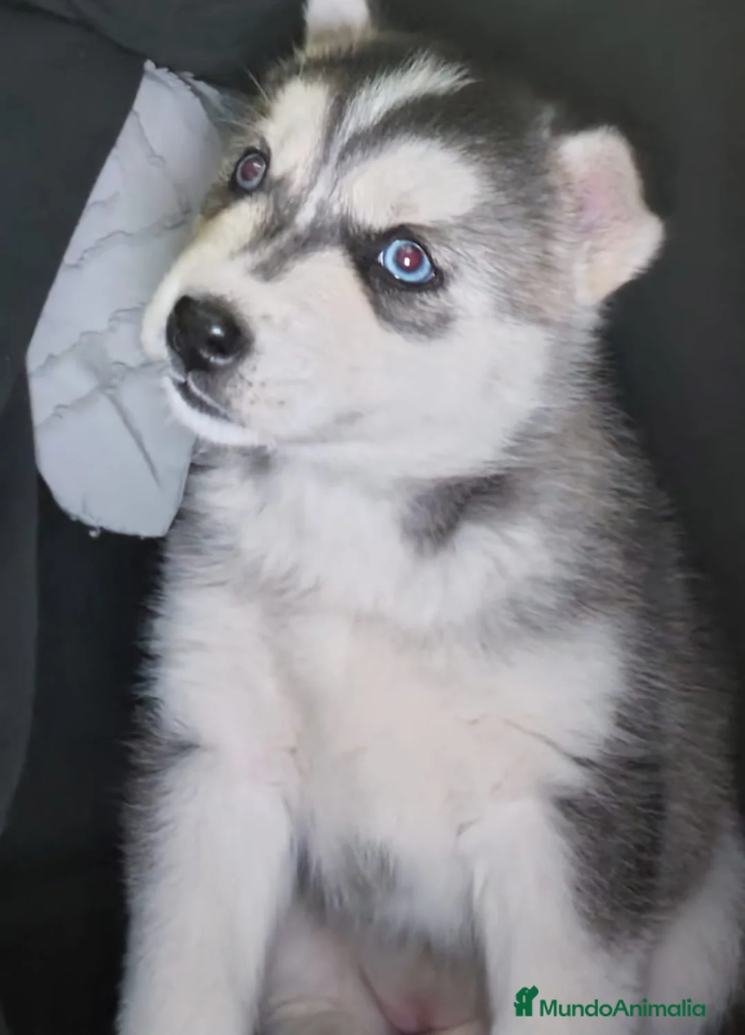 Husky Siberiano perros en venta: Pareja de Husky siberiano - Anuncio 1