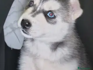 Husky Siberiano perros Pareja de Husky siberiano - Anuncio 17