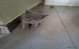 Británico de Pelo Corto gatos en venta: BRITISH PURA RAZA  - Imagen 4