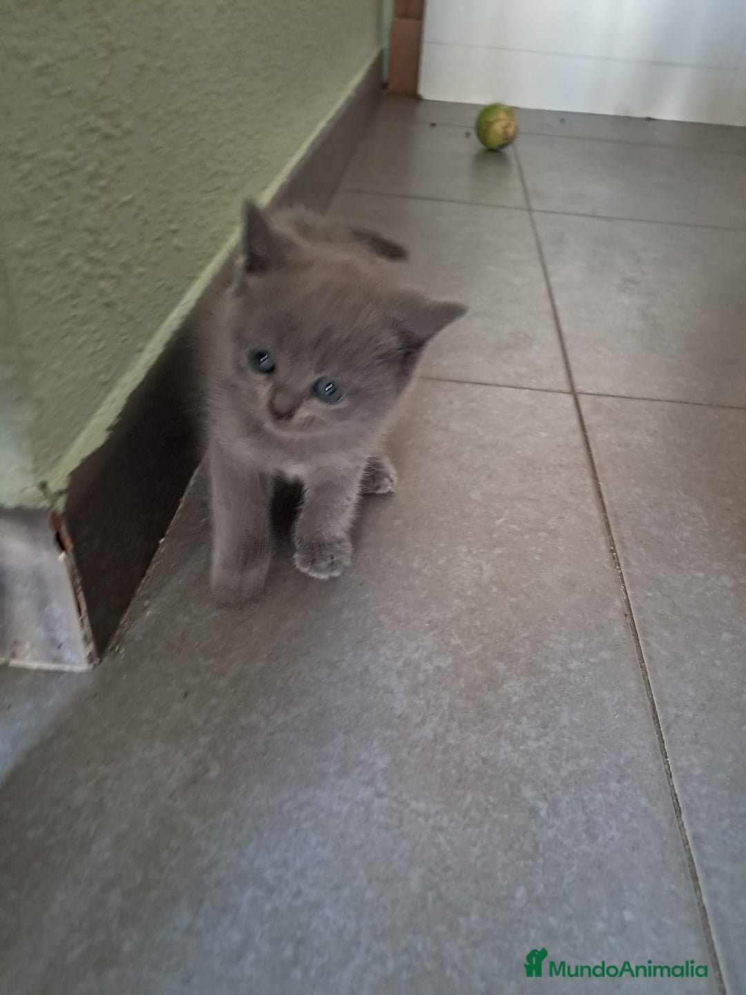Británico de Pelo Corto gatos en venta: BRITISH PURA RAZA  - Imagen 4