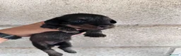 Teckel perros en venta: Teckel pelo duro Sevilla - Anuncio 4