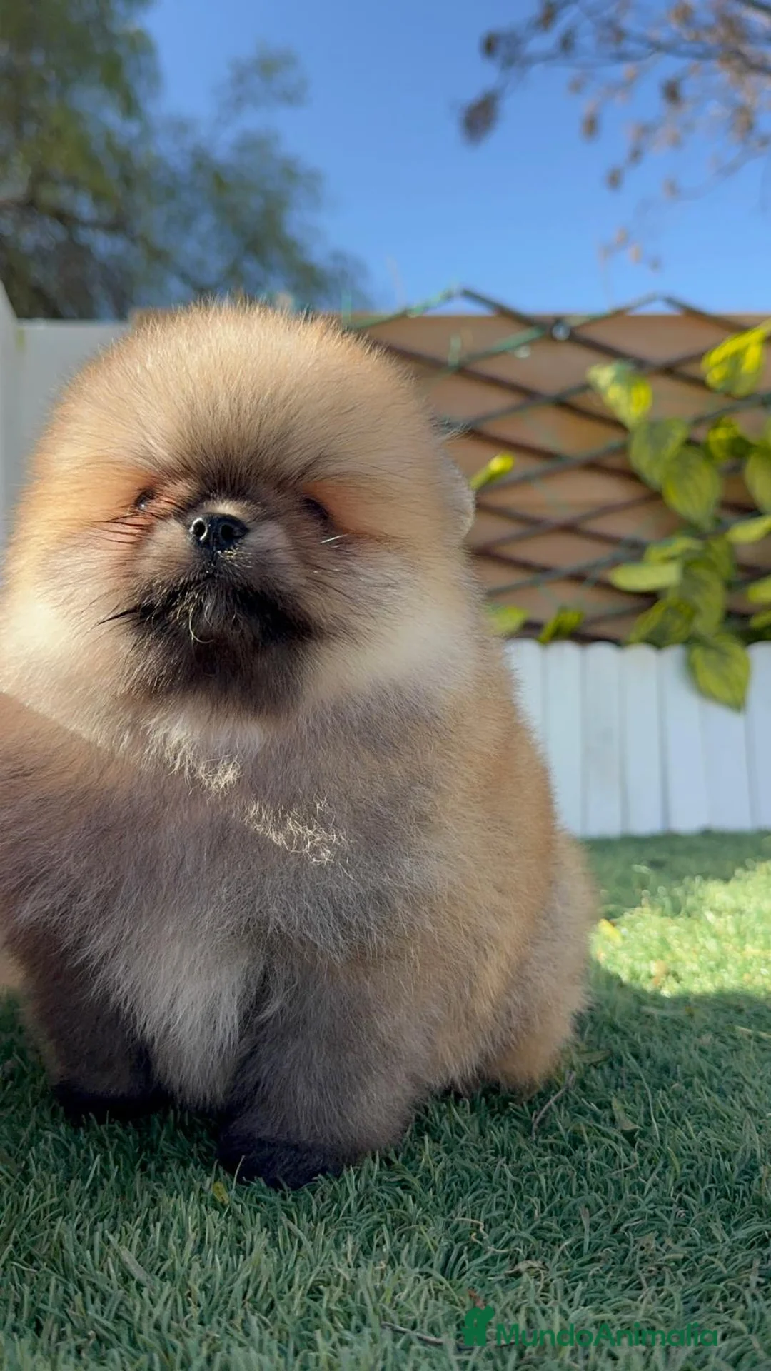 Pomerania perros en venta: POMERANIA MACHO - Anuncio 3