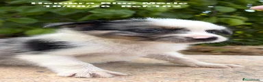 Border Collie 6