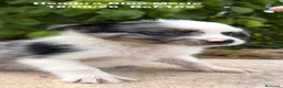 Border Collie perros en venta: BORDER COLLIE DE VILLA BIZNAGA - Anuncio 35