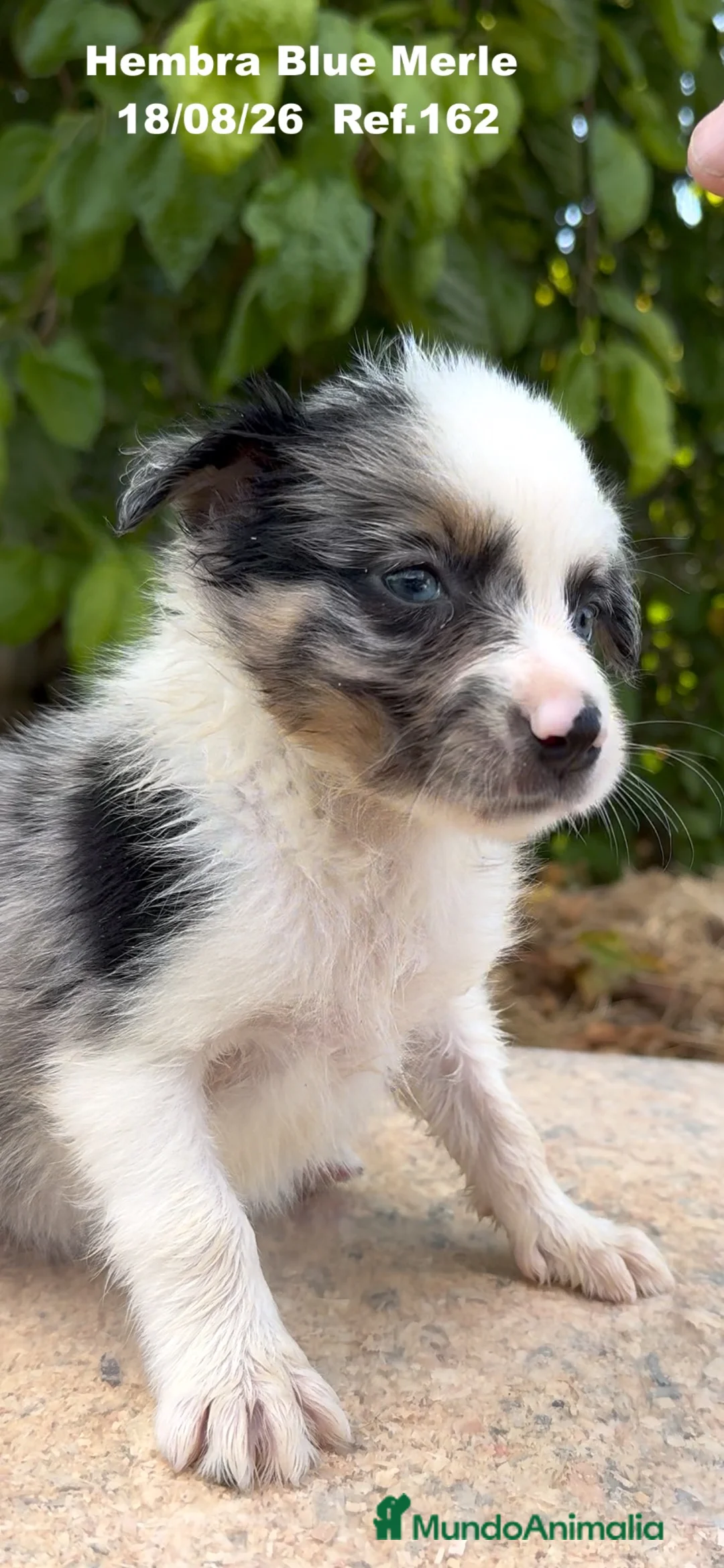 Border Collie perros en venta: BORDER COLLIE DE VILLA BIZNAGA - Anuncio 35