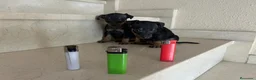 Pinscher Miniatura perros en venta: PINCHER MINIATURA - Anuncio 11