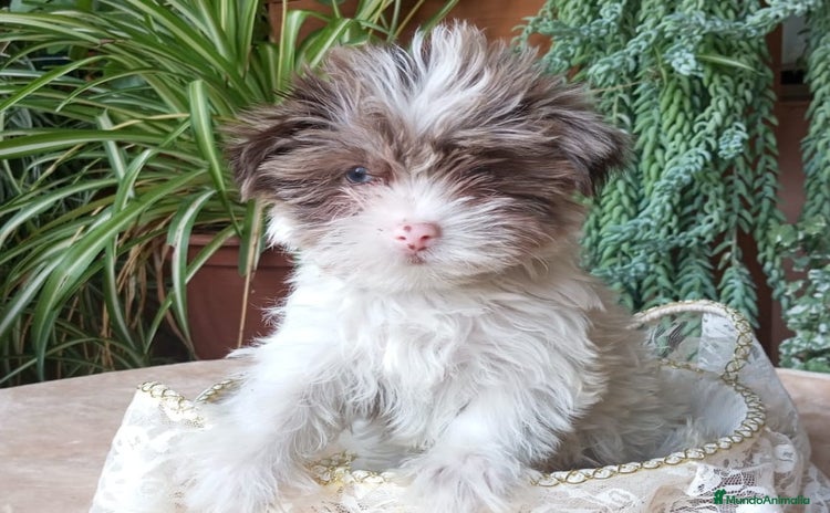 Caniche Toy perros - Anuncio 3