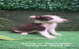 Border Collie perros en venta: Border Collie Chocolate - Imagen 28