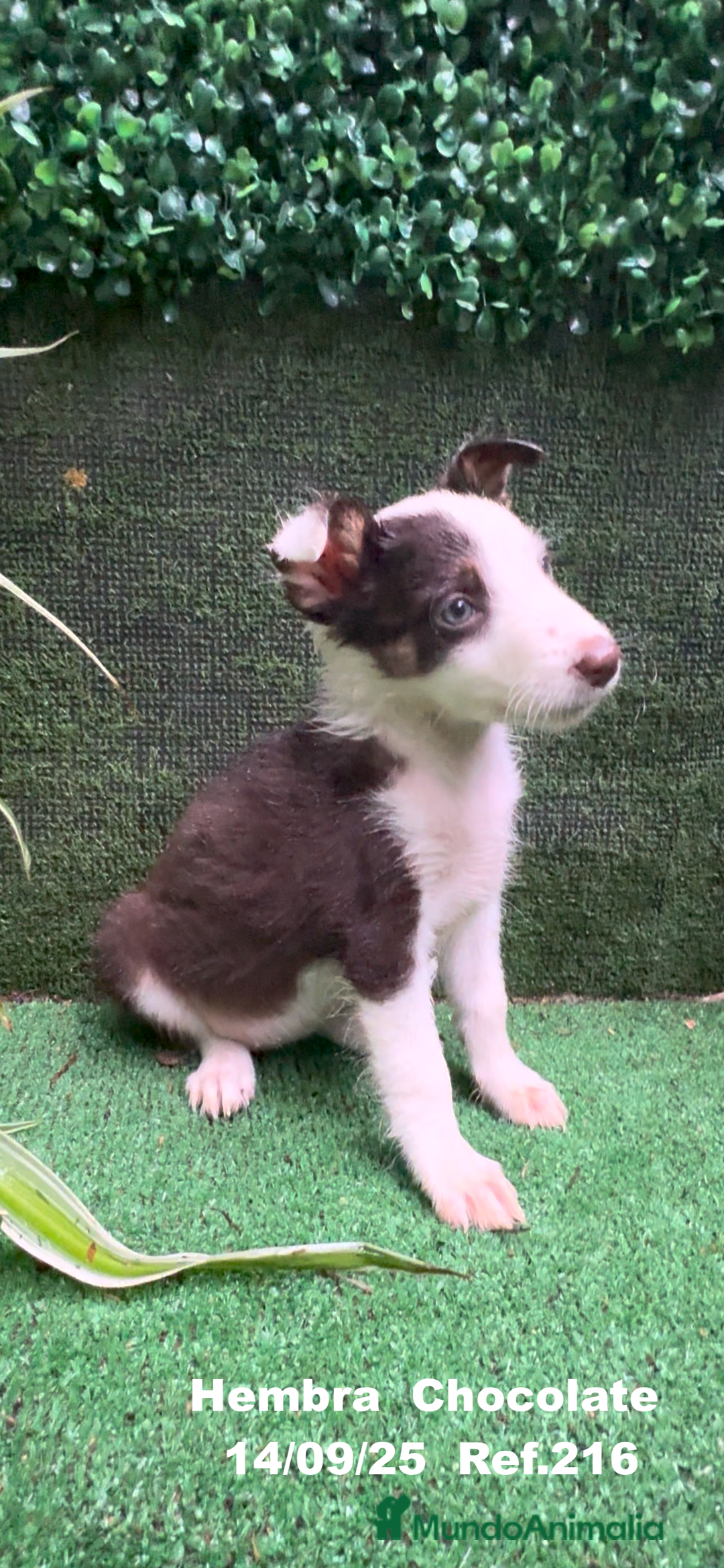 Border Collie perros en venta: Border Collie Chocolate - Imagen 28
