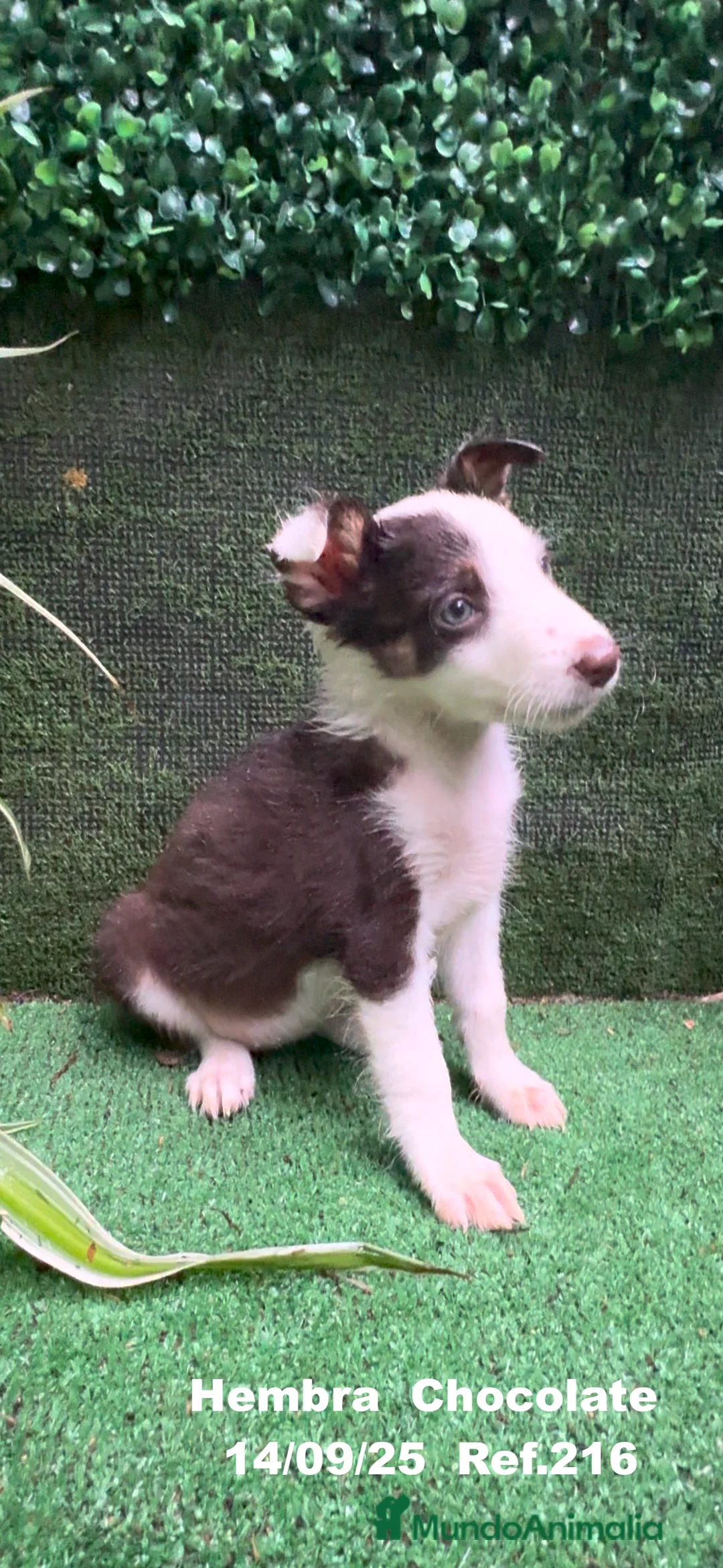 Border Collie perros en venta: Border Collie Chocolate - Anuncio 28