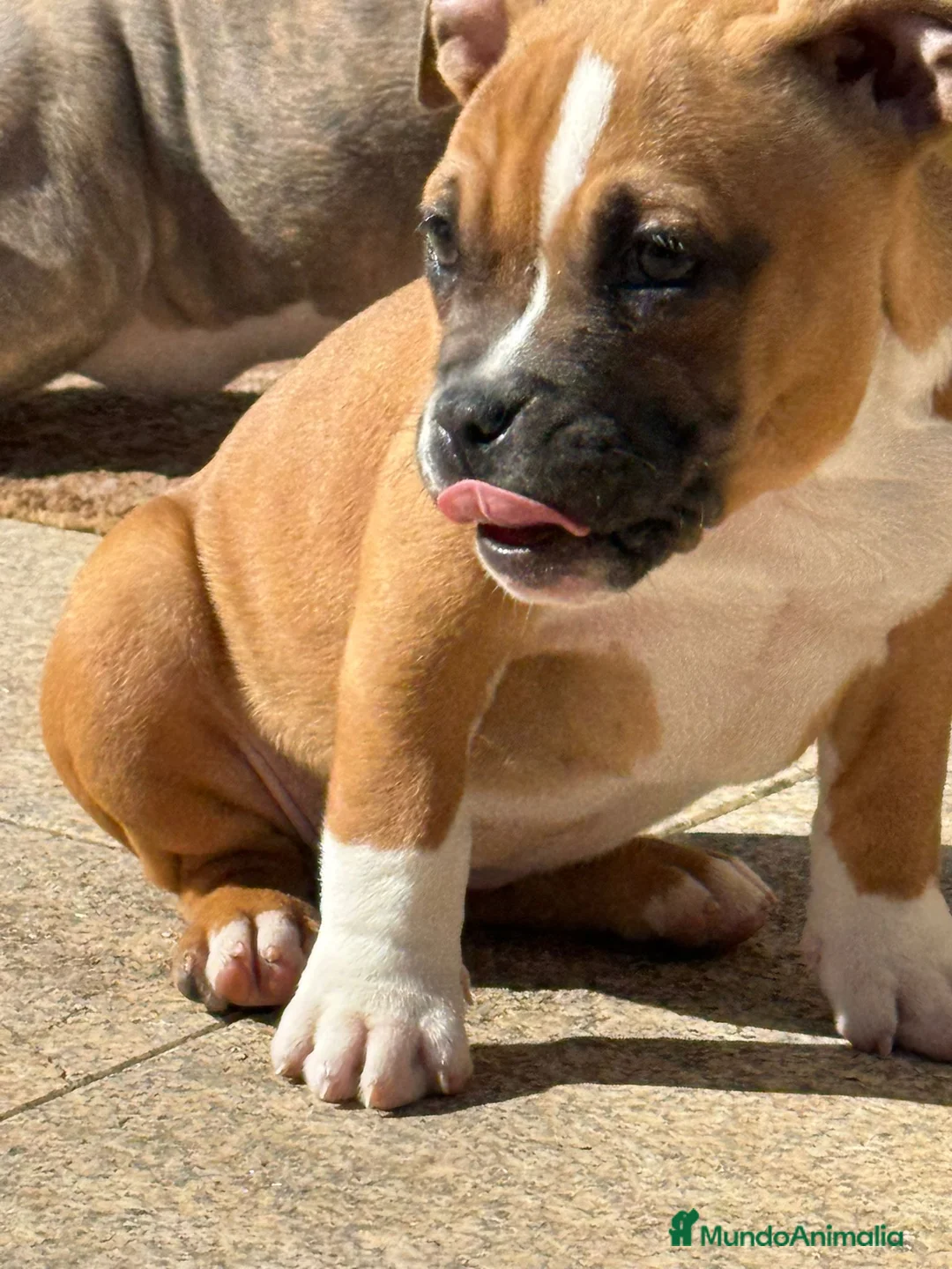 American Bully perros en venta: Cachorro American Bully - Anuncio 1