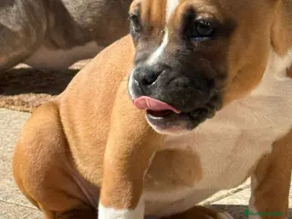 American Bully perros Cachorro American Bully - Anuncio 2